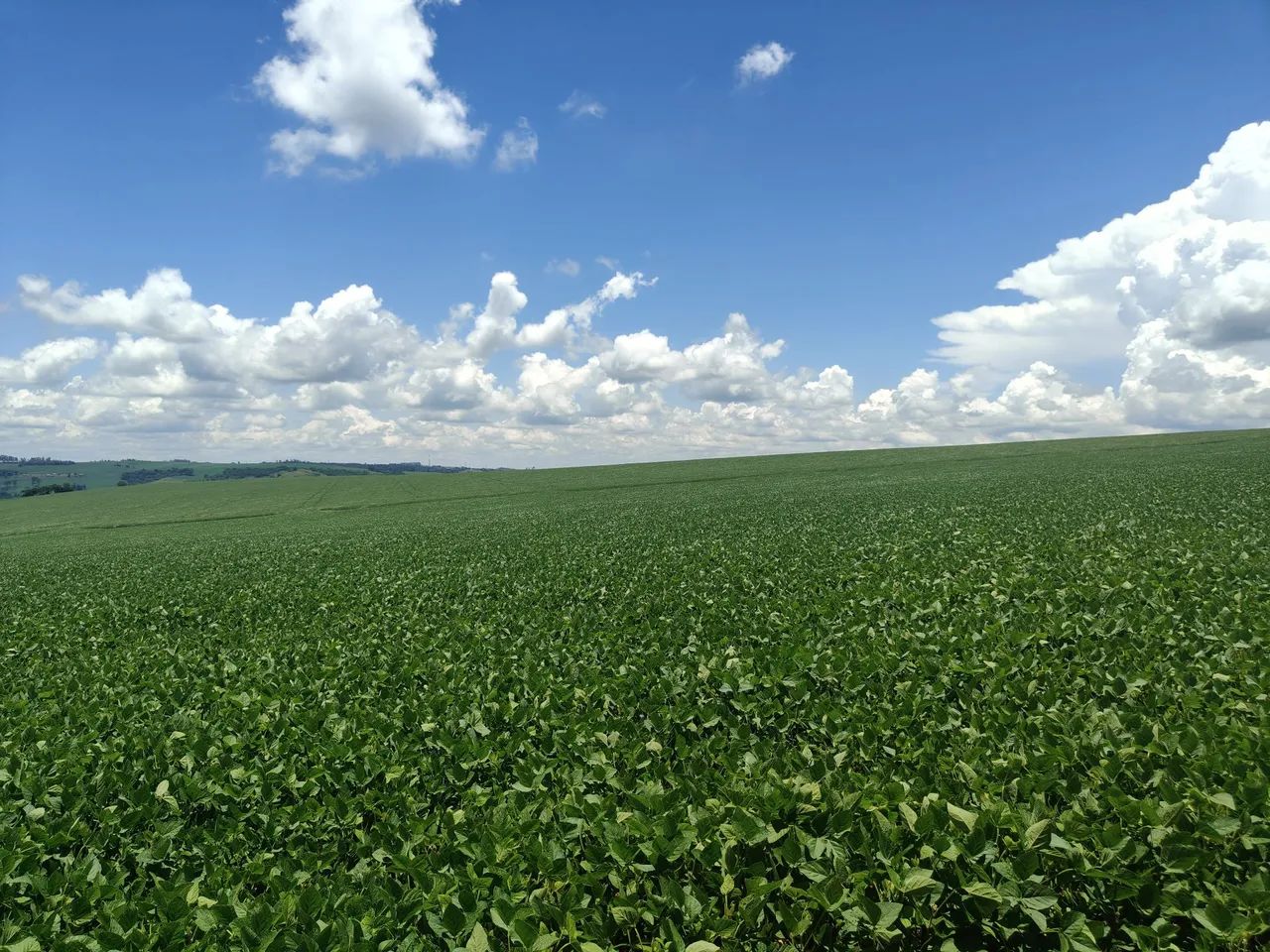 Fazenda com 80.75 alqueiro  - Foto 4