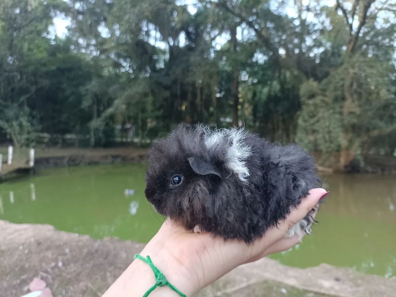 Porquinhos da índia  - Foto 6