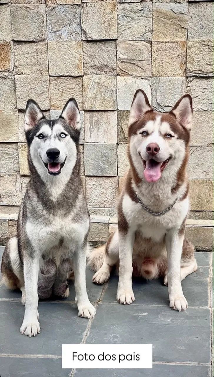 Filhote de Husky Siberiano  - Foto 4