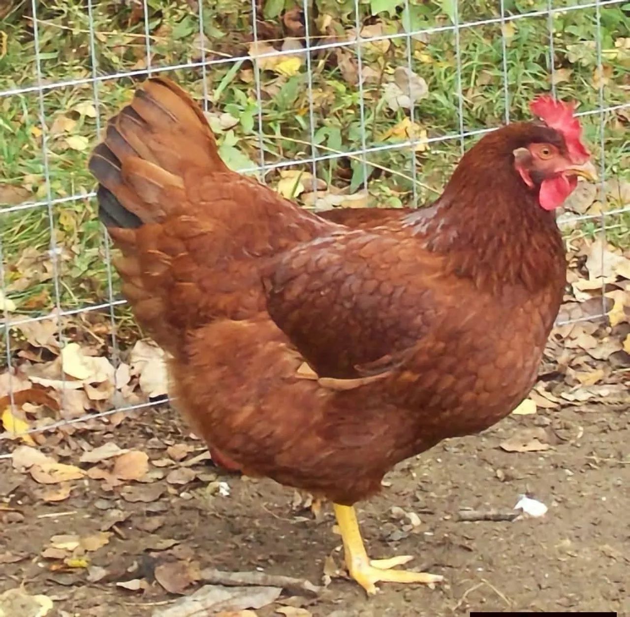 Galinha botadeira - Foto 2
