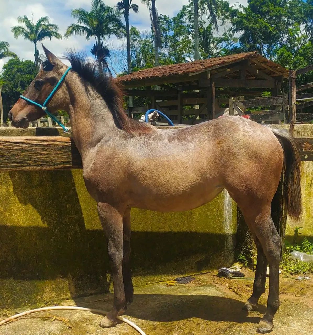 Oportunidade  - Foto 5
