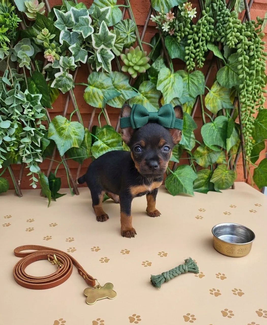 Pinscher 