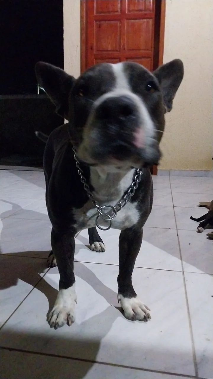 Pitbull - Foto 5
