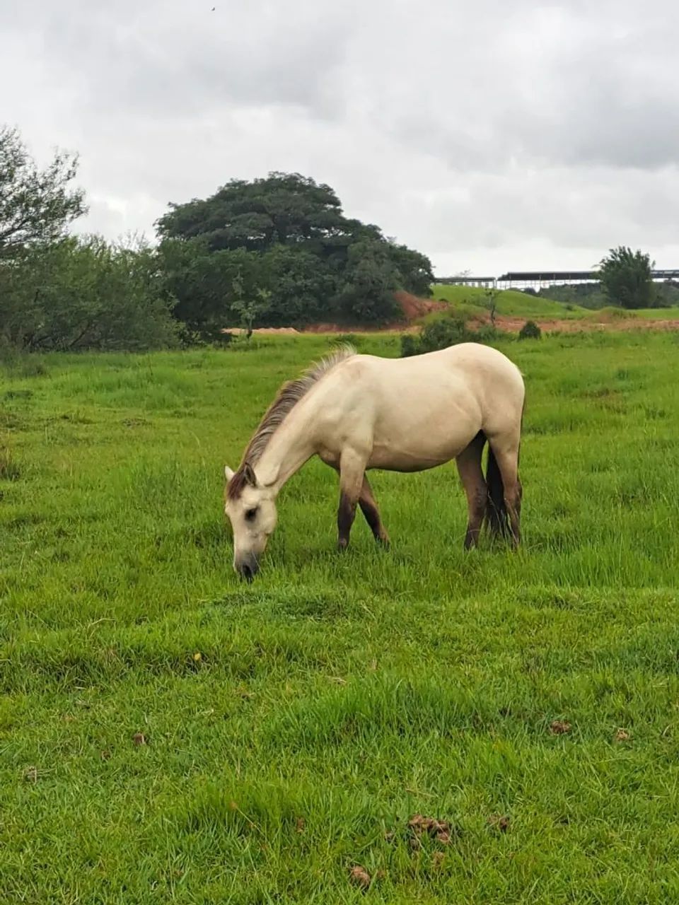 Égua baia 3 anos 