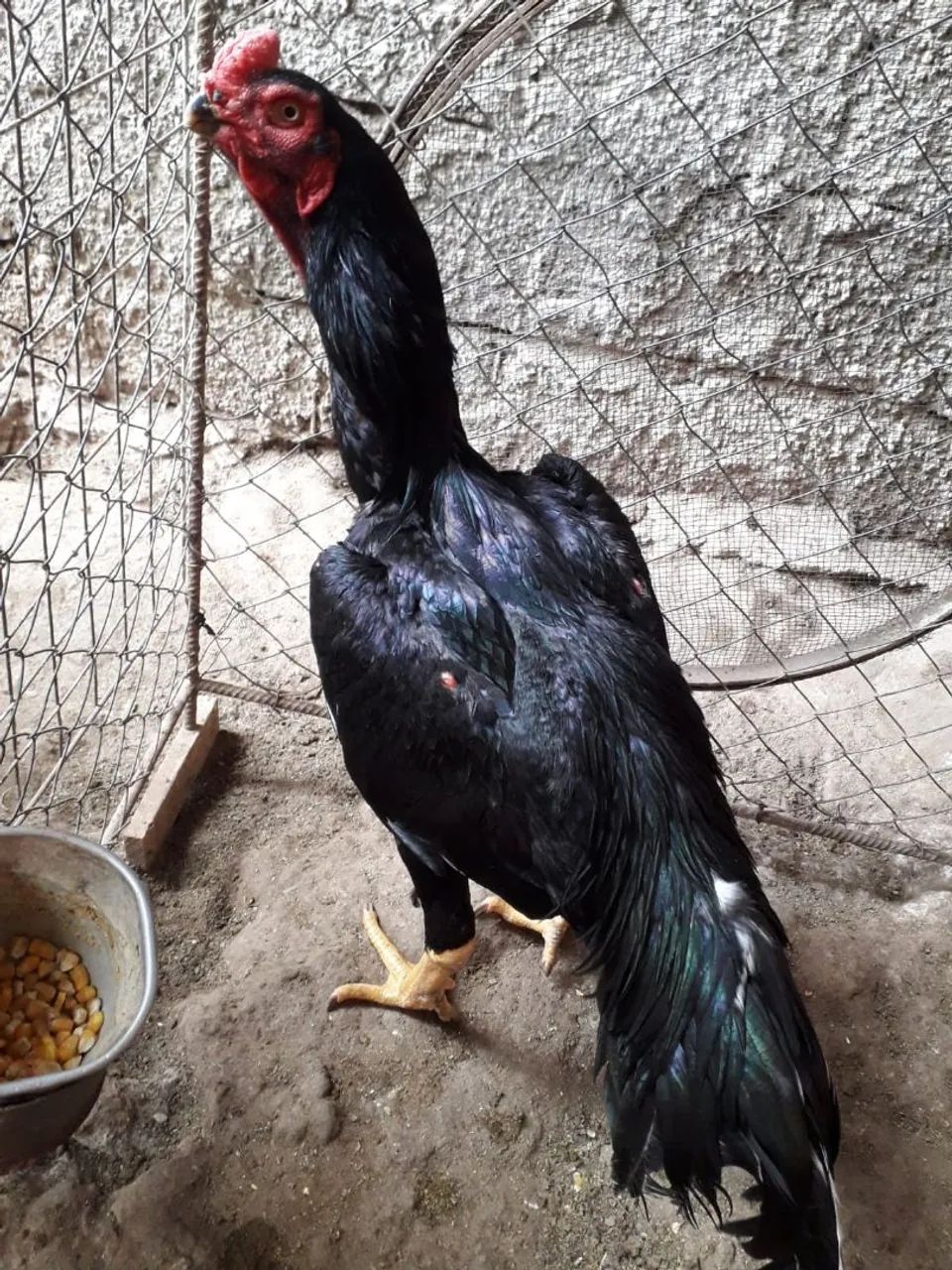 Frango Bico Curto - Foto 2