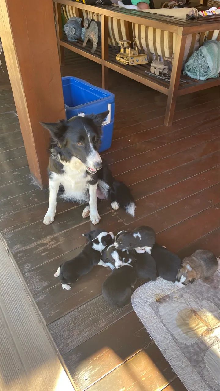Filhotes de Boder collie pastoreio  - Foto 4