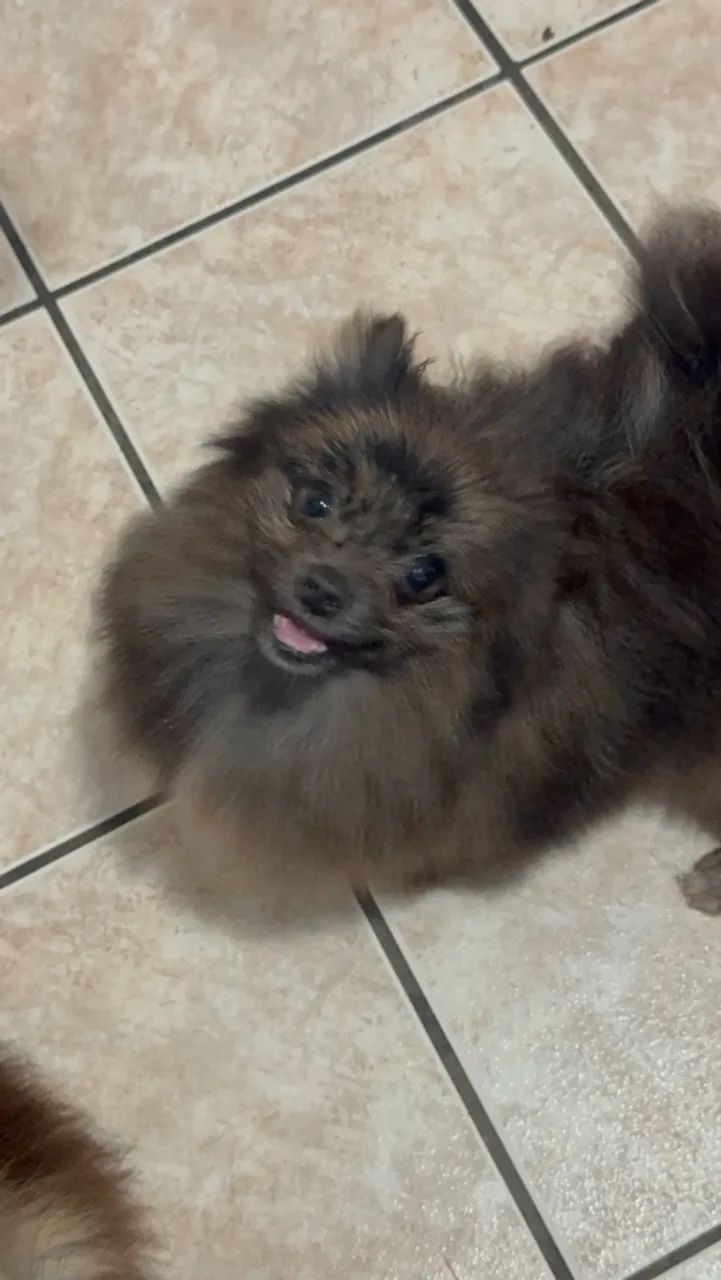 Spitz Alemão Macho Anão  - Foto 4