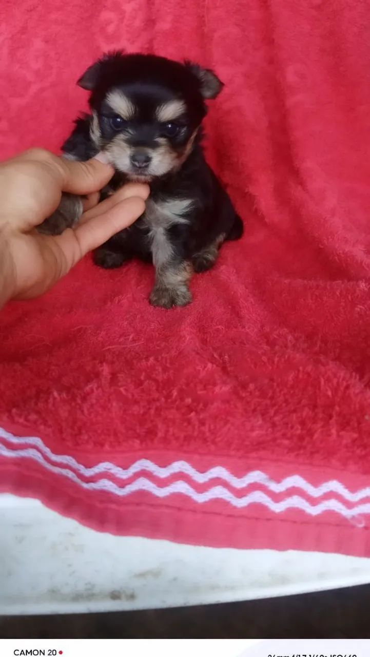 Lindo yorkshire machinho  - Foto 2