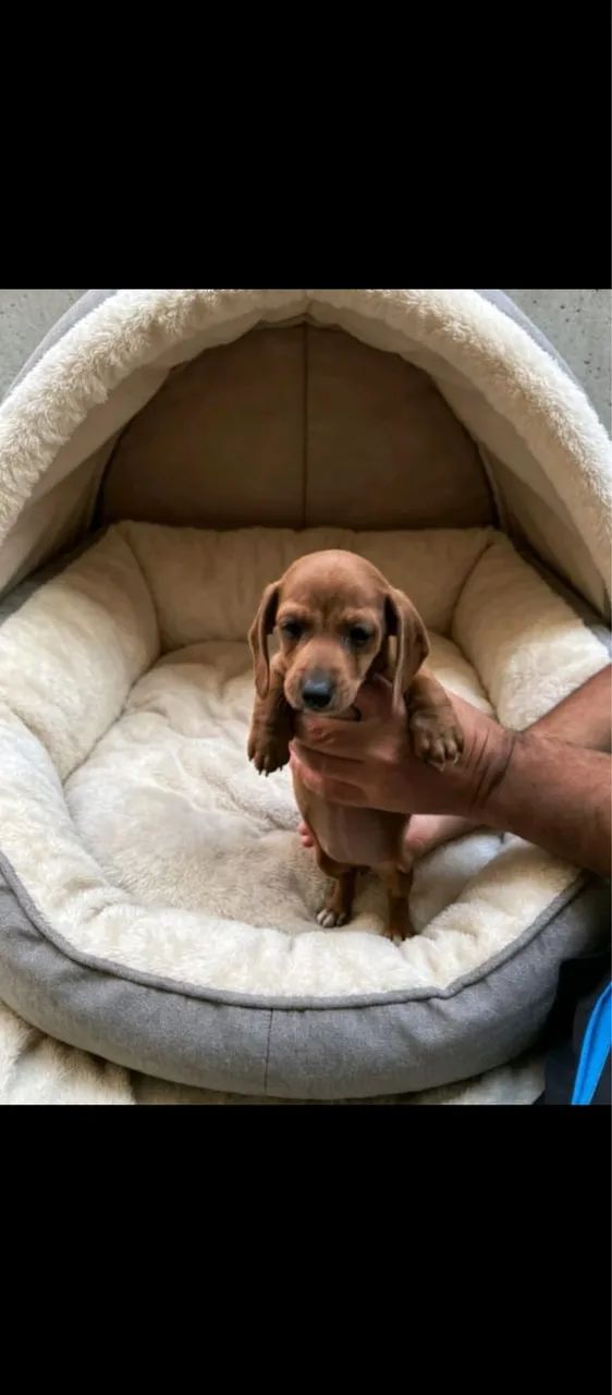 Basset 
