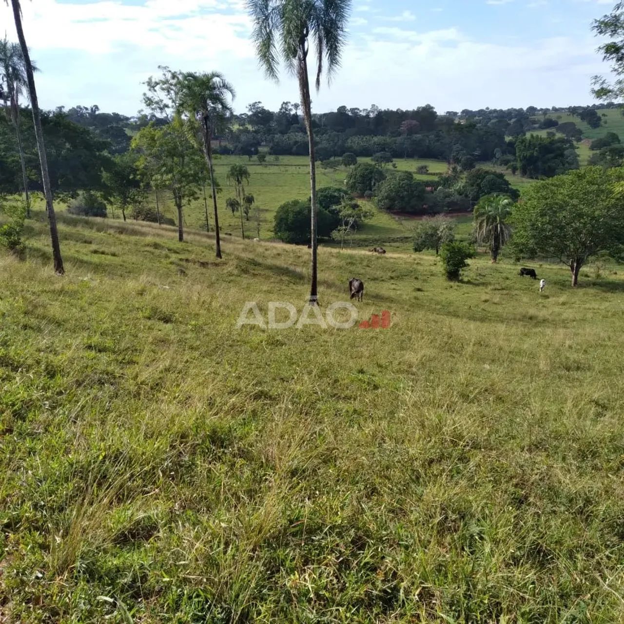 FAZENDA EM GOIÂNIA - GO