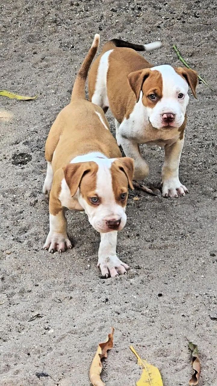 Filhotes de pitmonster com pedigree.