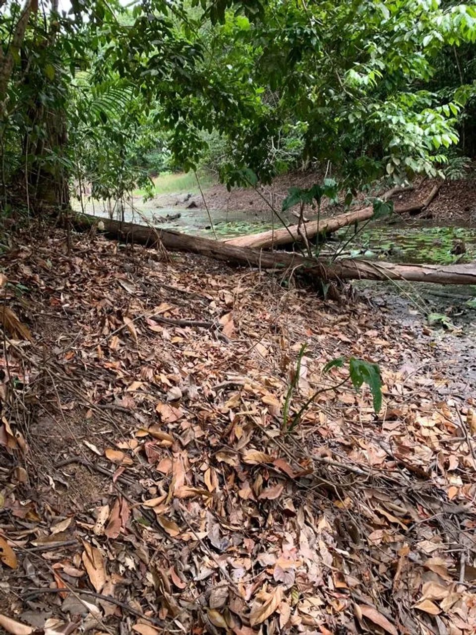 Terreno Portuário outeiro - Foto 4