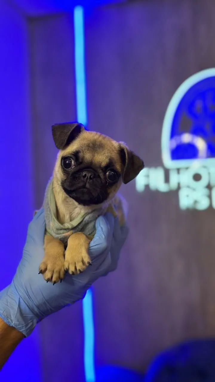 Pug bem lindinha