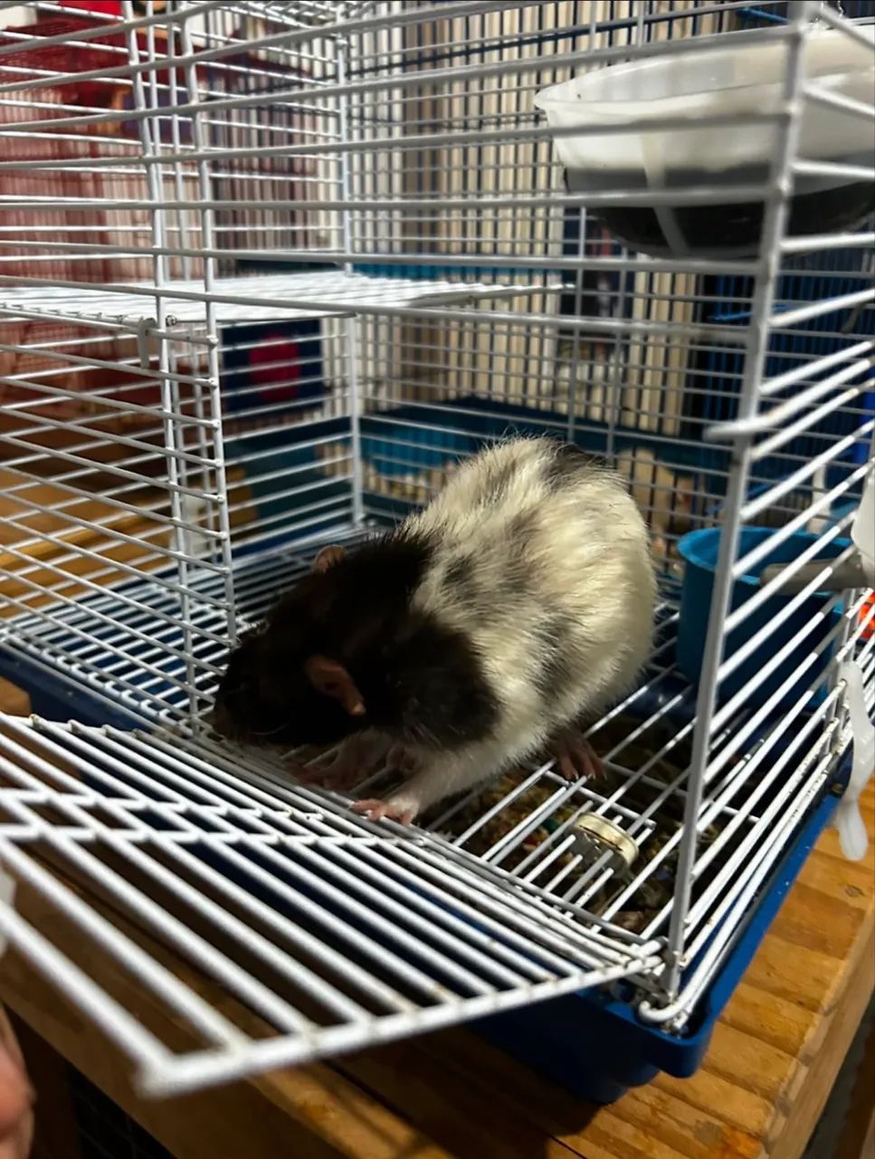 Rato Twister - Foto 5