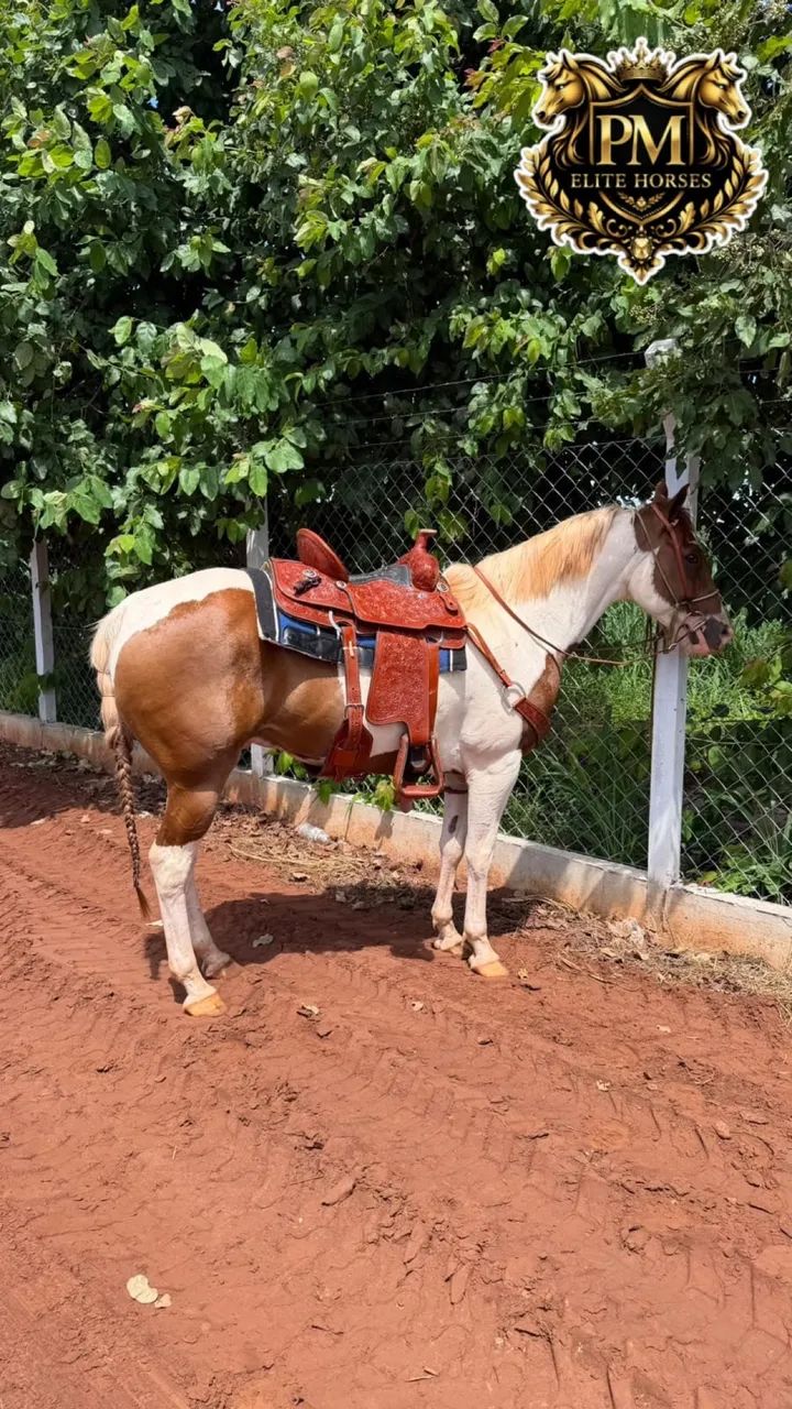 Cavalo Paint Horse Sem Registro