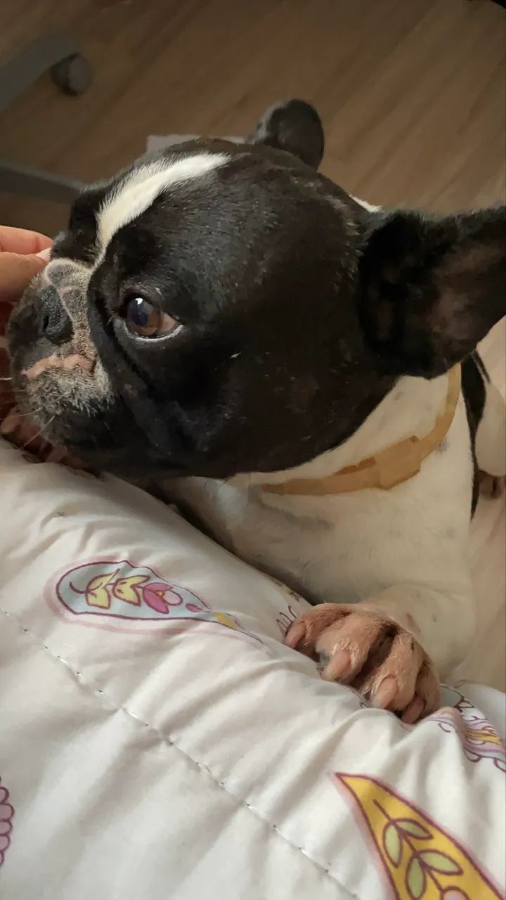 Buldogue Francês Fêmea  - Foto 3