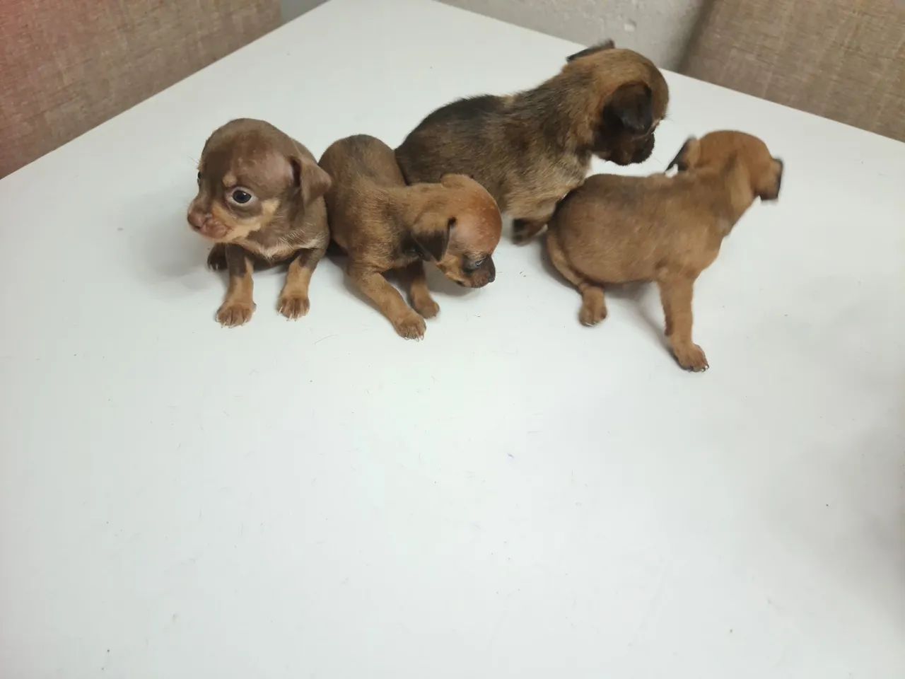 Pinscher n1 - Foto 2