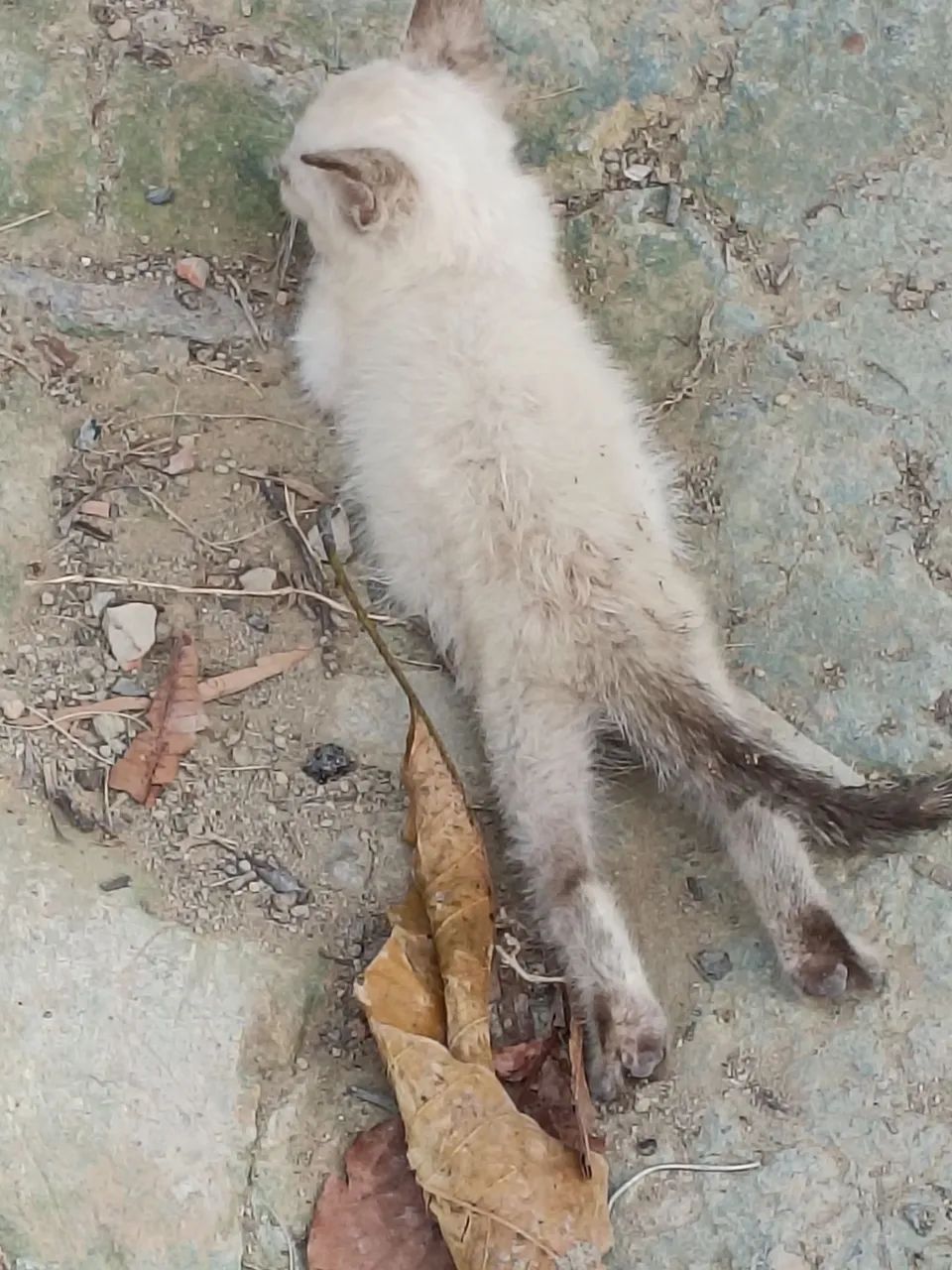 Adoção  - Foto 4