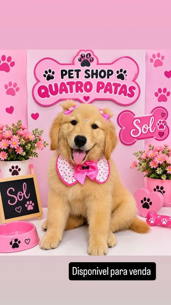 Golden retriever