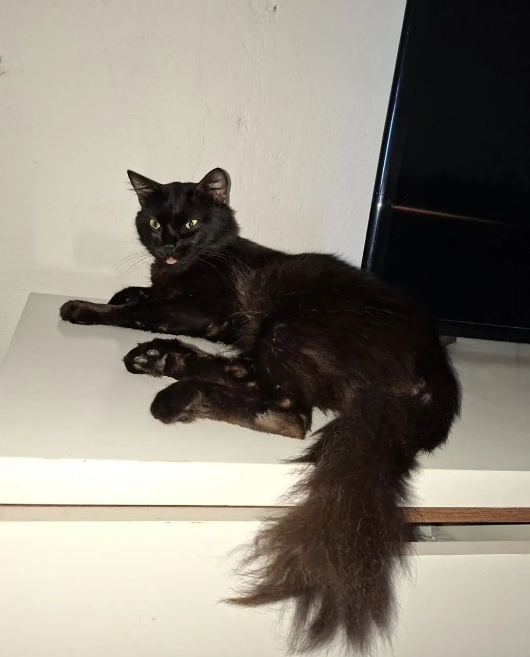 Gato preto  - Foto 2