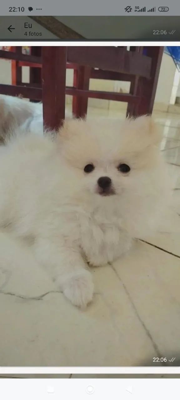 Spitz Alemão Macho  - Foto 2