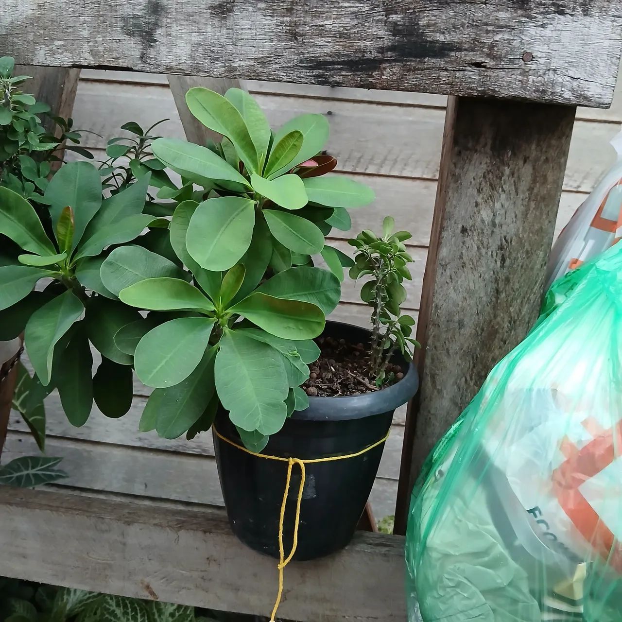 Plantas - Foto 4