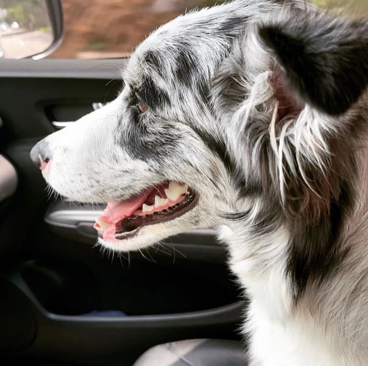 Doação Responsável - Border Collie - Foto 5