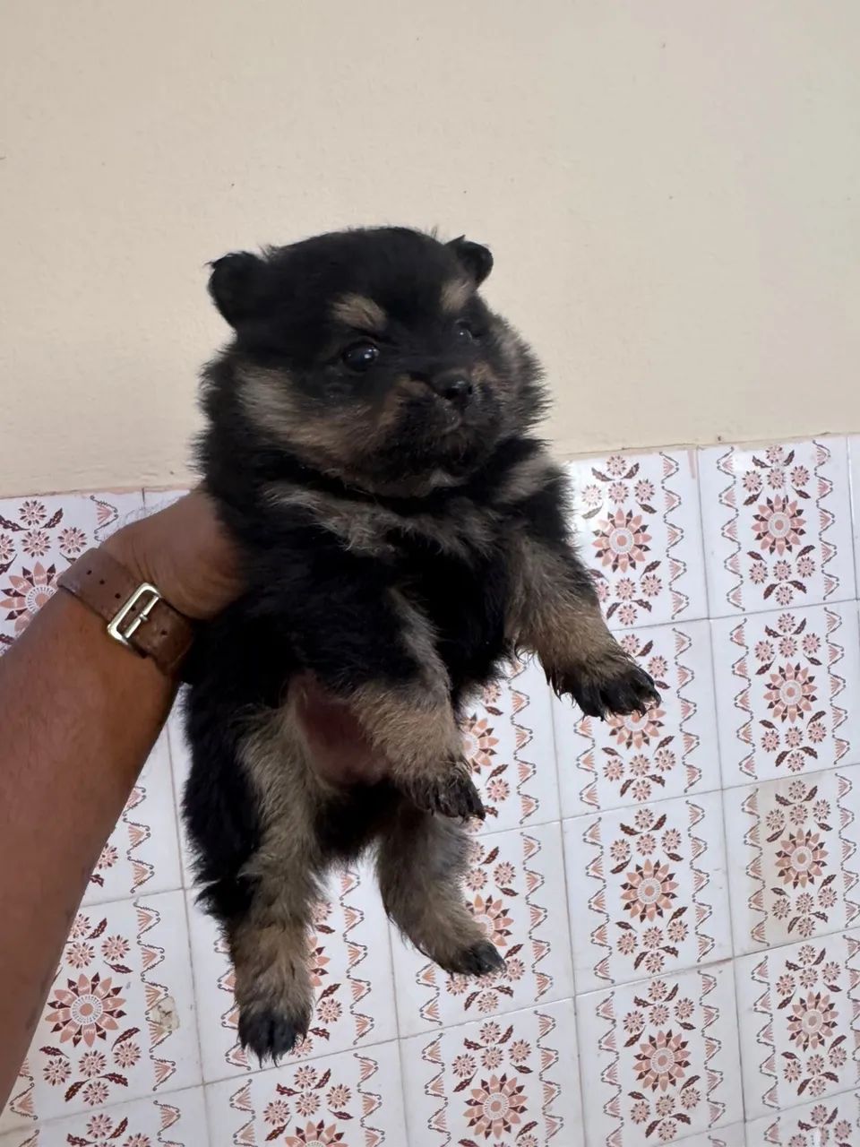 Spitz Alemão macho R$1.200 - Serviços - Vila Virgínia, Ribeirão