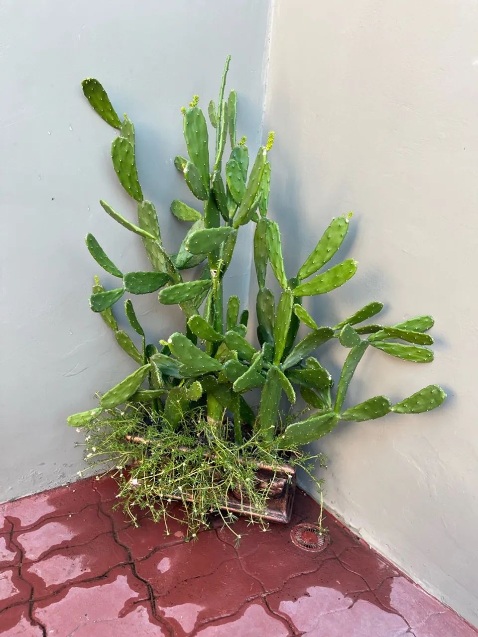 Vendo mudas dos seguintes cactos 