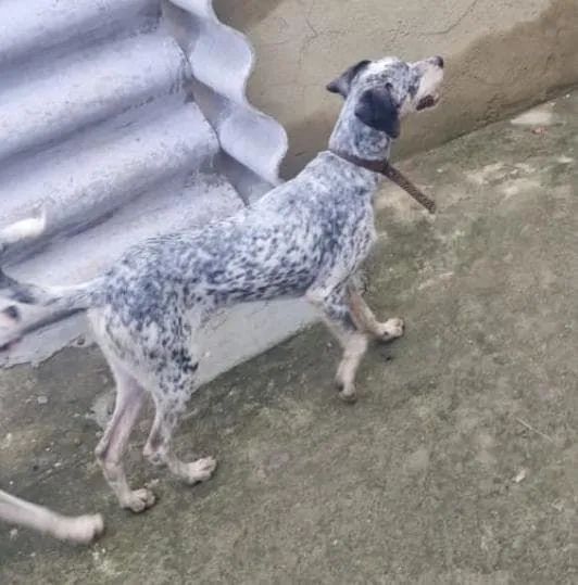 Doação cachorrinha  - Foto 4