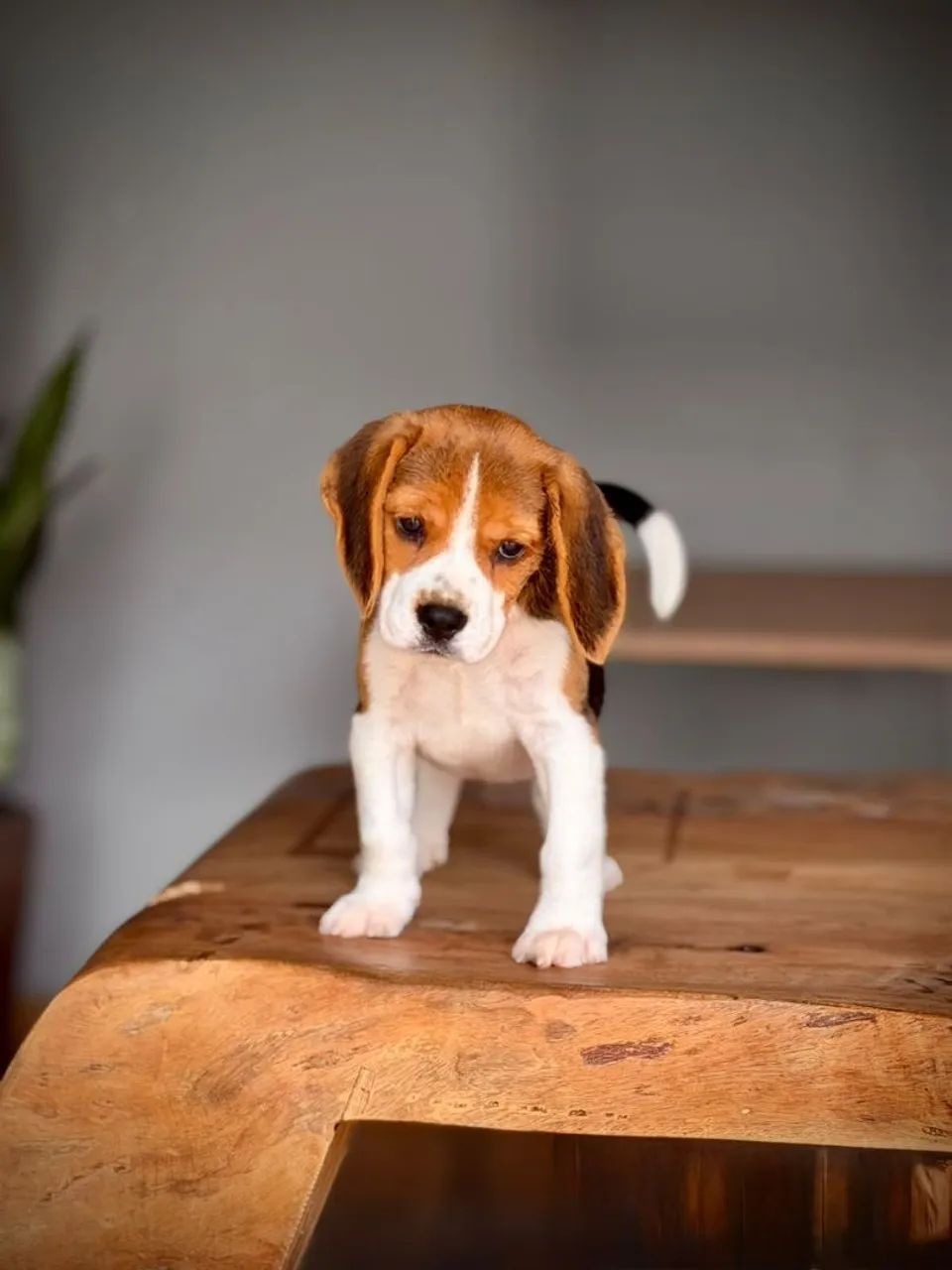 Beagle inglês mini - Foto 4