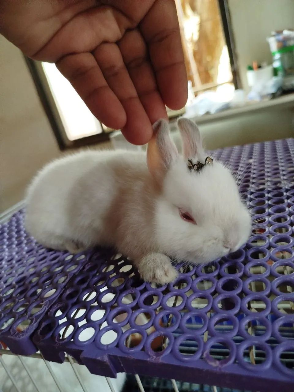 Anão Netherland Dwarf 65570227551746124