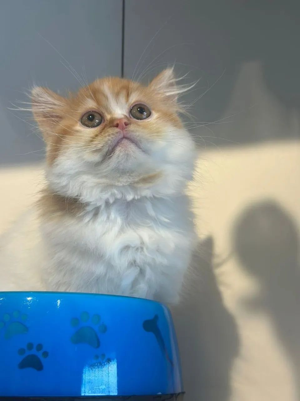 Gato persa macho  incrível  - Foto 2