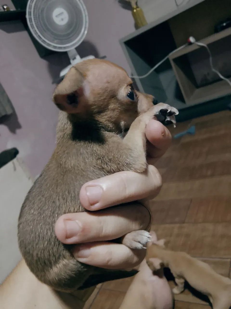 Cachorro pinsh  - Foto 3
