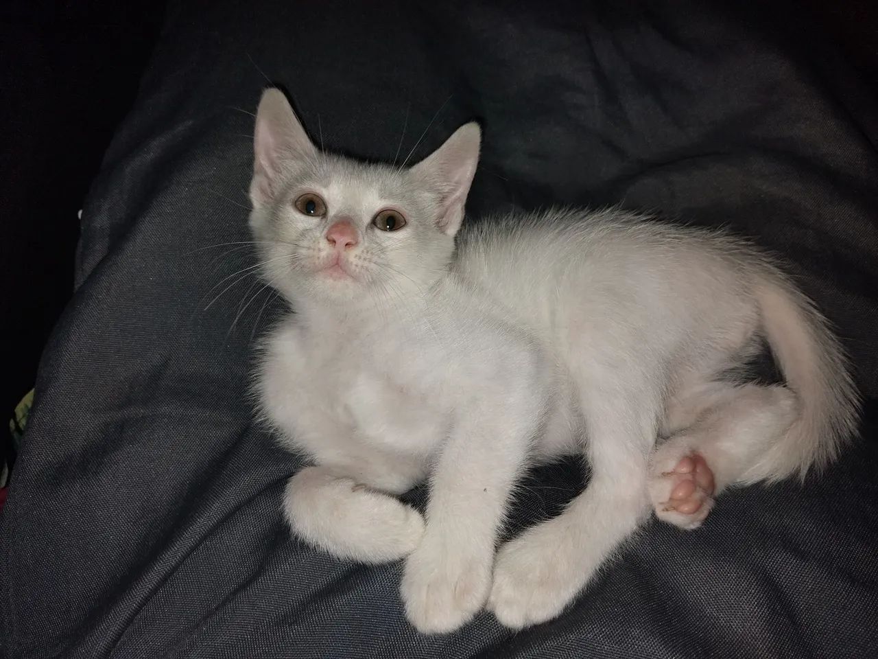 Gato macho adoção