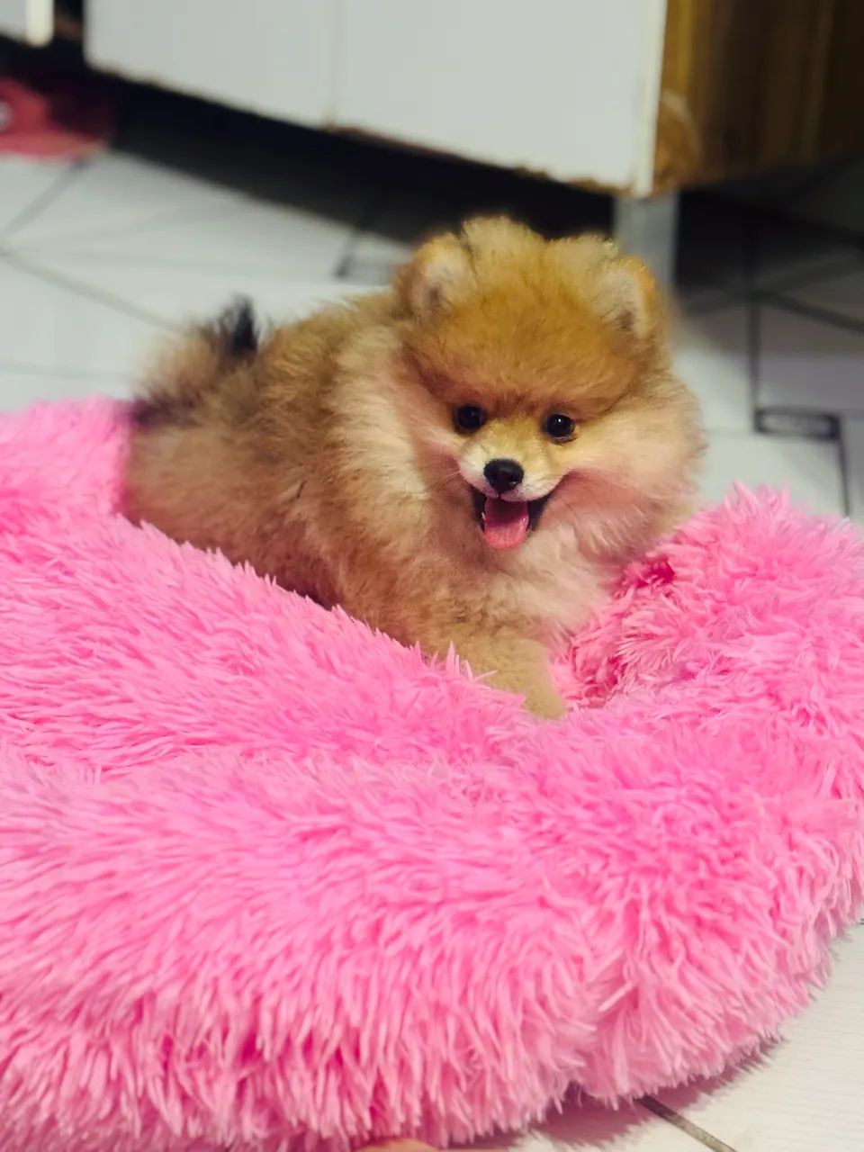 Spitz alemão macho 