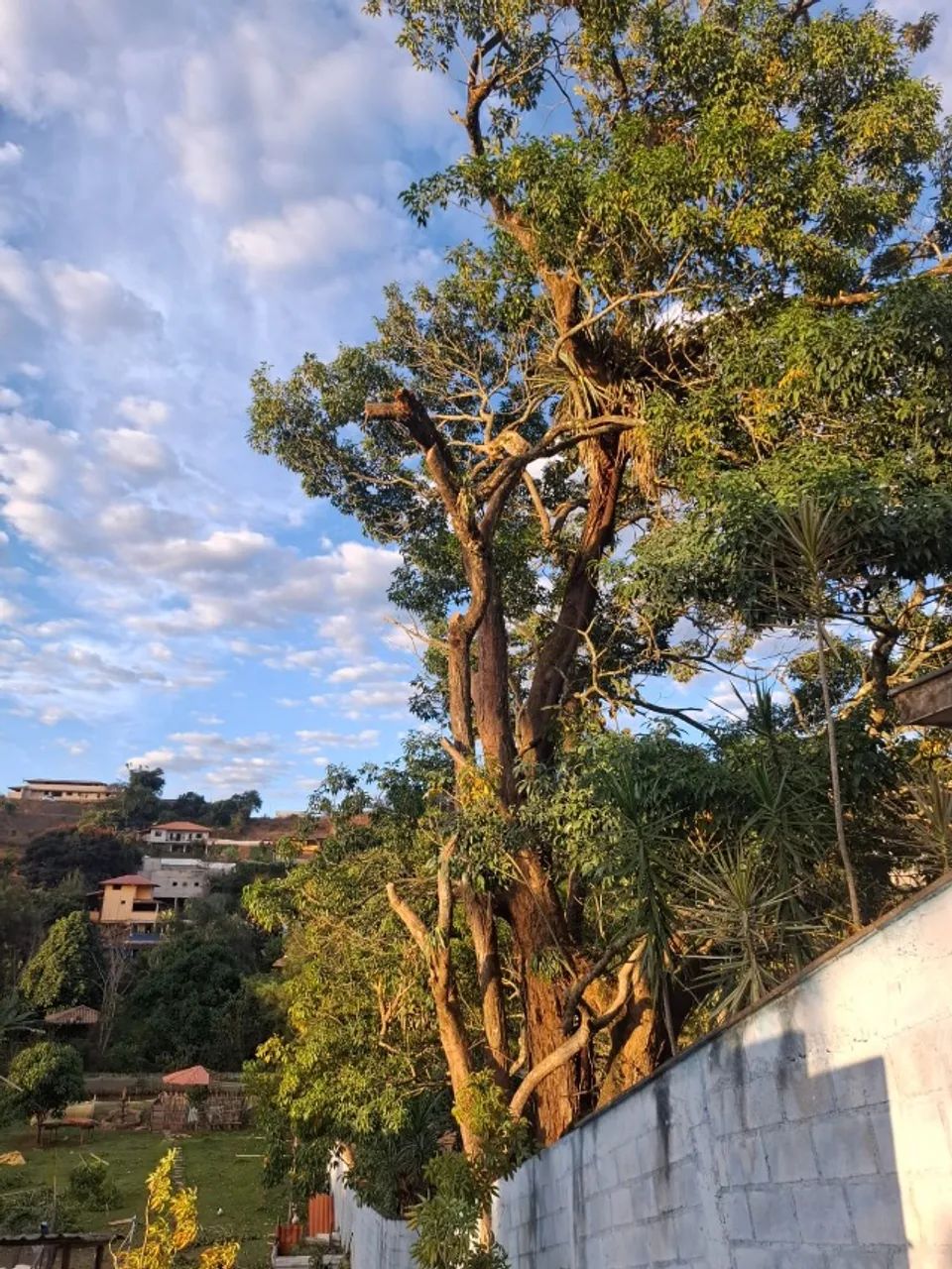 Corte e poda de árvore - Foto 2
