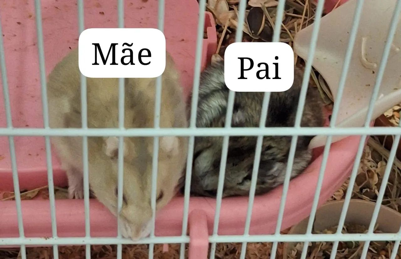 Último filhote de hamster!  - Foto 3