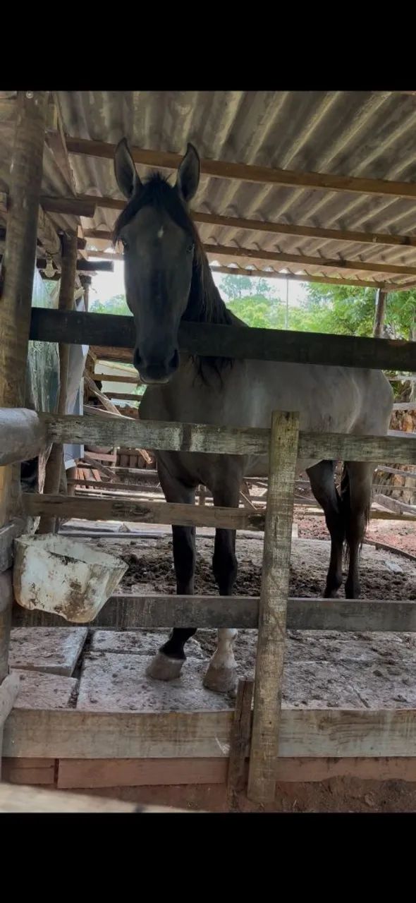 Lindo Cavalo  - Foto 4