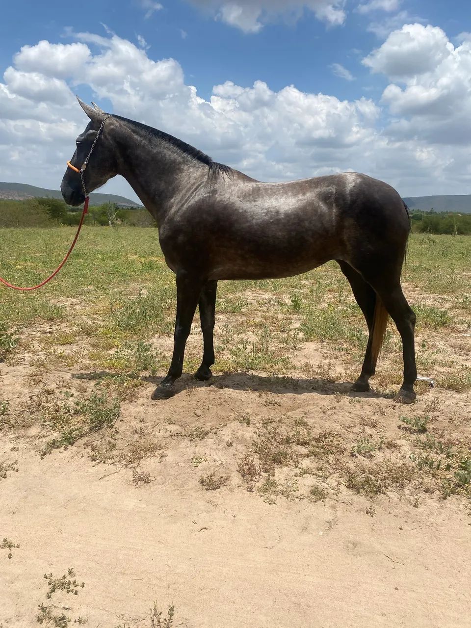 Égua mangalarga  - Foto 5