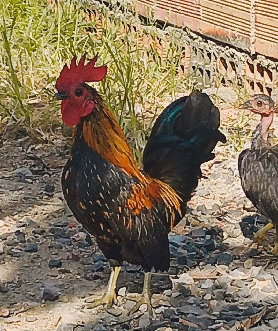 Mini garnisé,galise,seramaxnagazaki.. - Foto 2