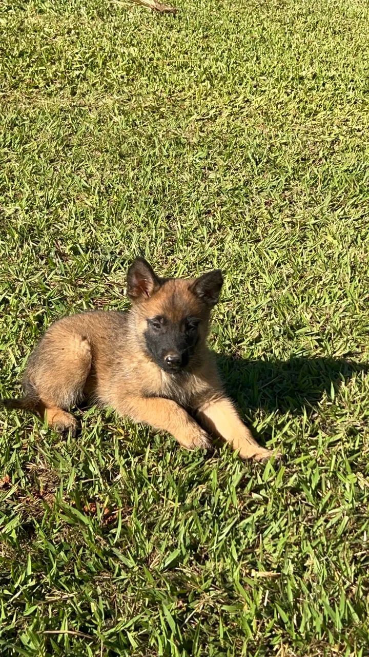 Filhote Pastor Malinois  - Foto 3