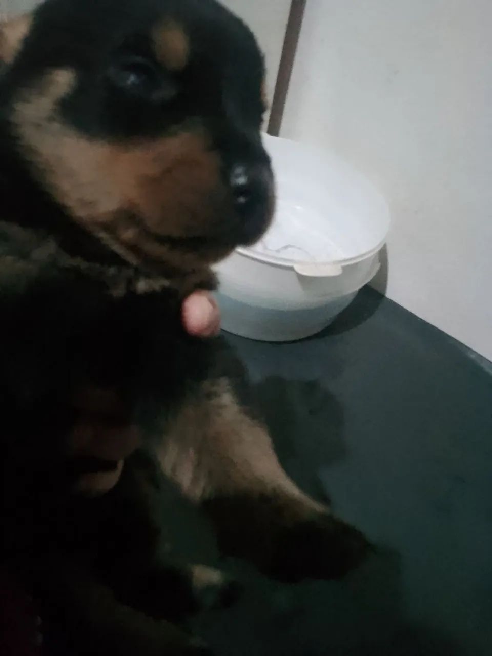 Rottweiler a venda  - Foto 4