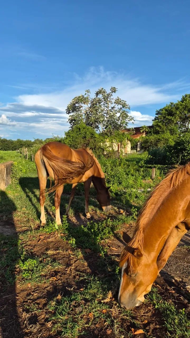 2 EGUAS VENDE-SE - Foto 3