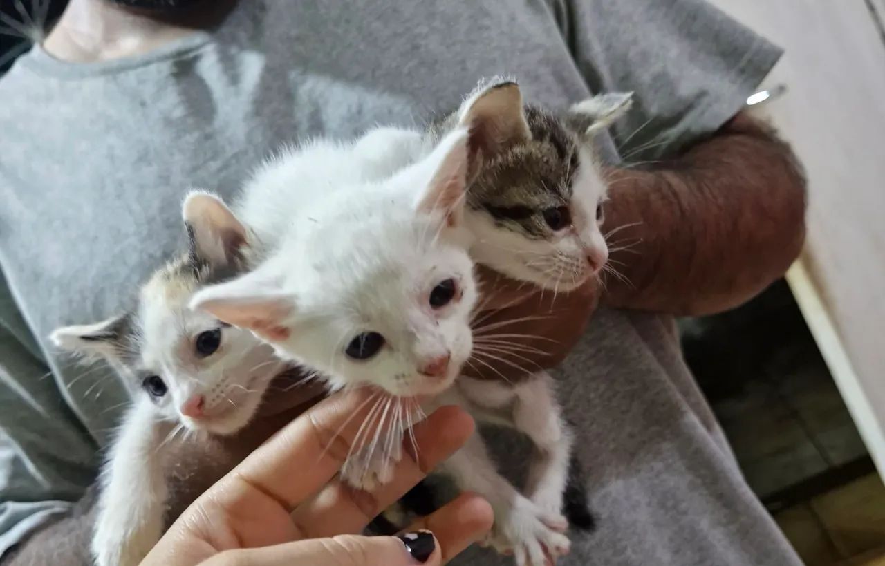 Gato