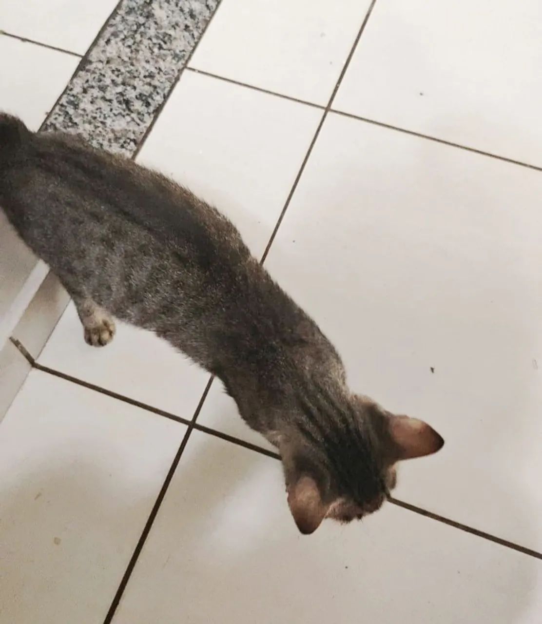 Gatos para adoção responsável - Foto 4