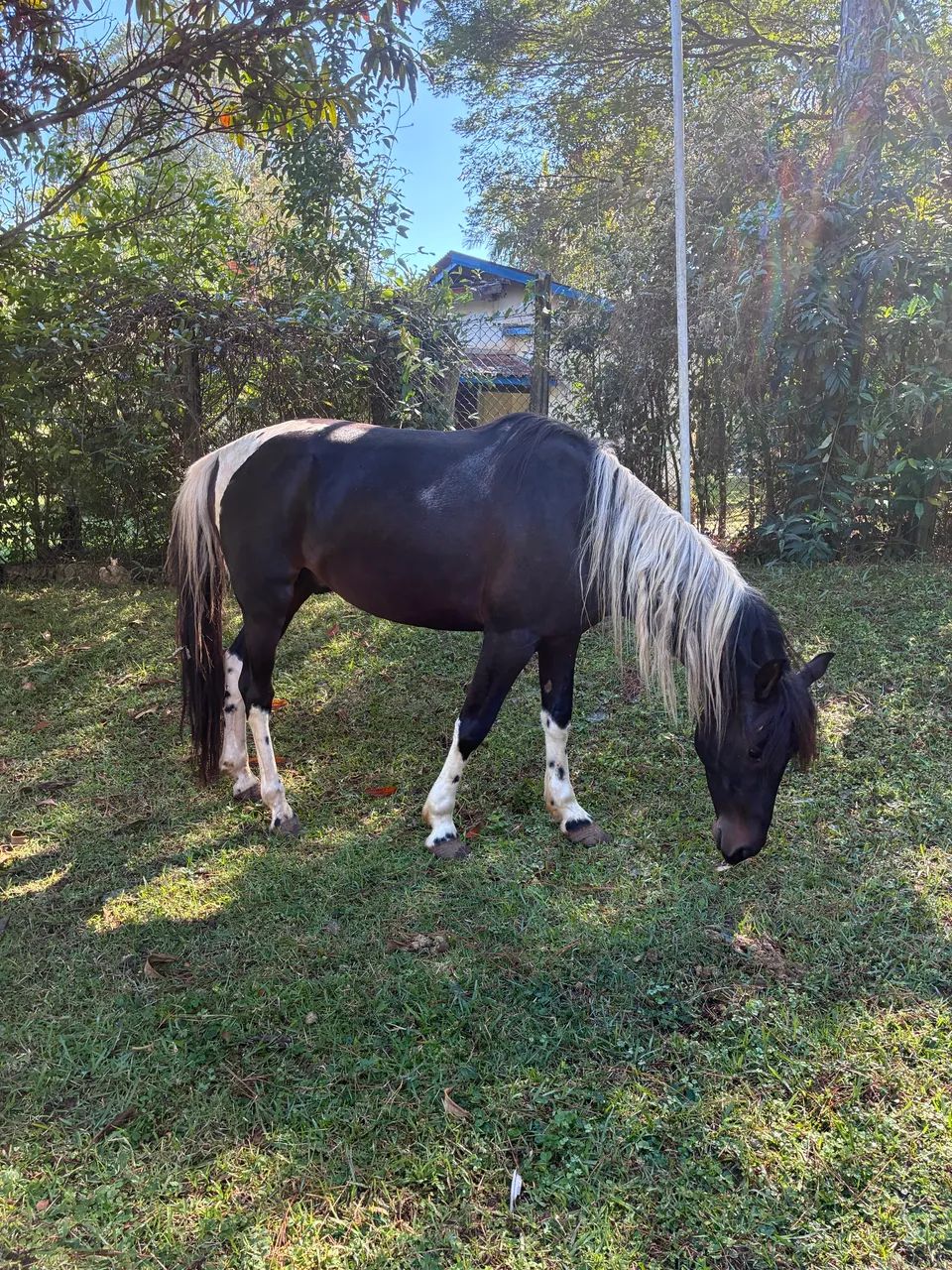 Cavalo MM - Registrado e Chipado - Foto 4