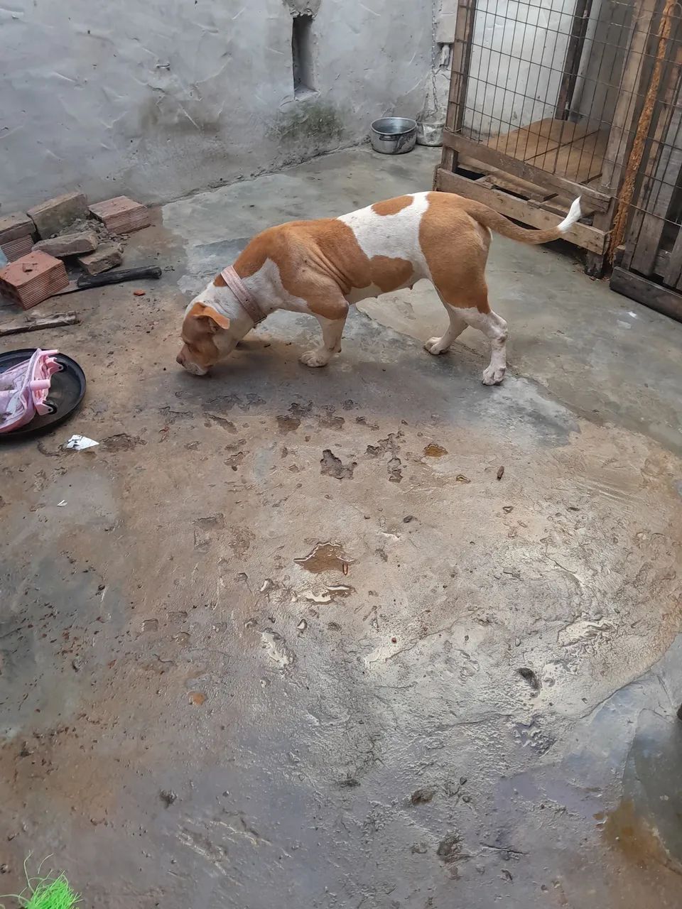 Vendo uma fêmea de pitmonster  - Foto 2