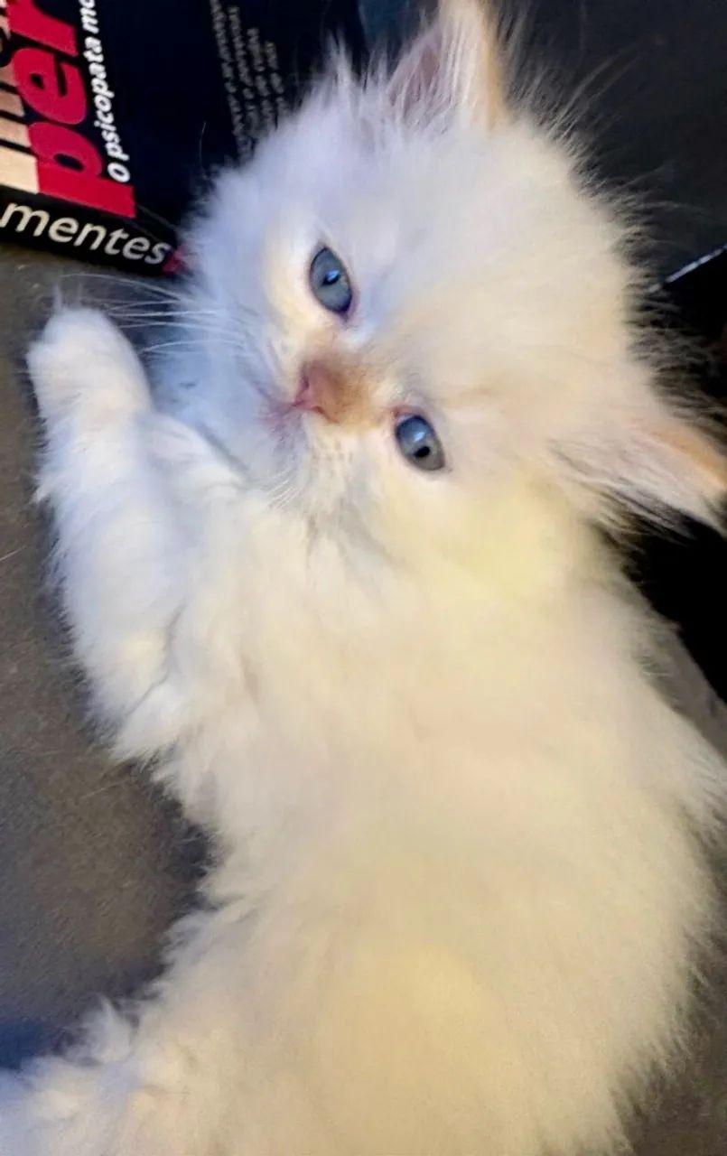 Gatos persa - Foto 2