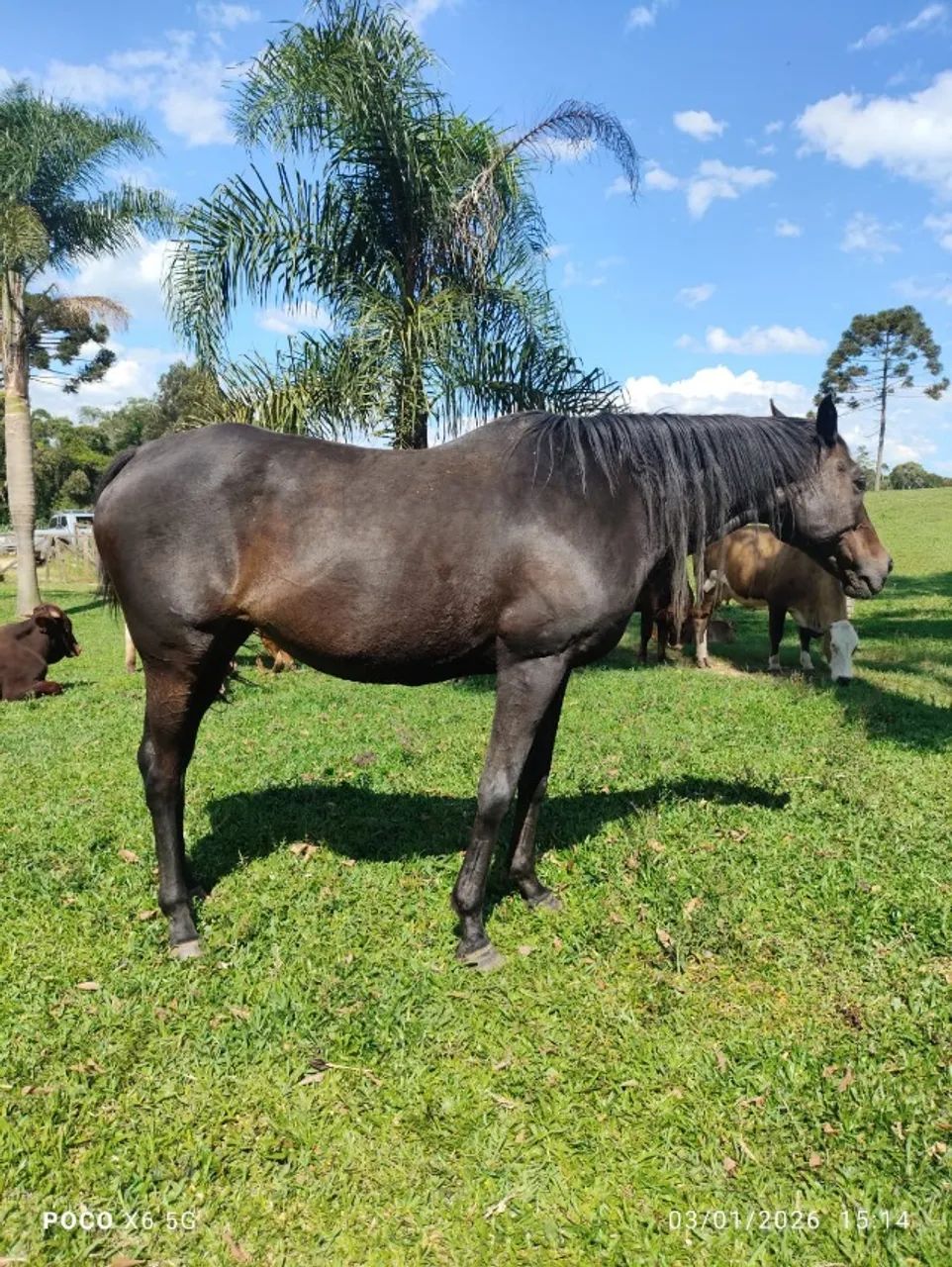 Éguas a venda  - Foto 4